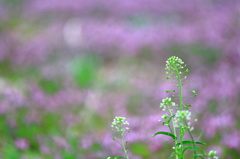ぺんぺん草
