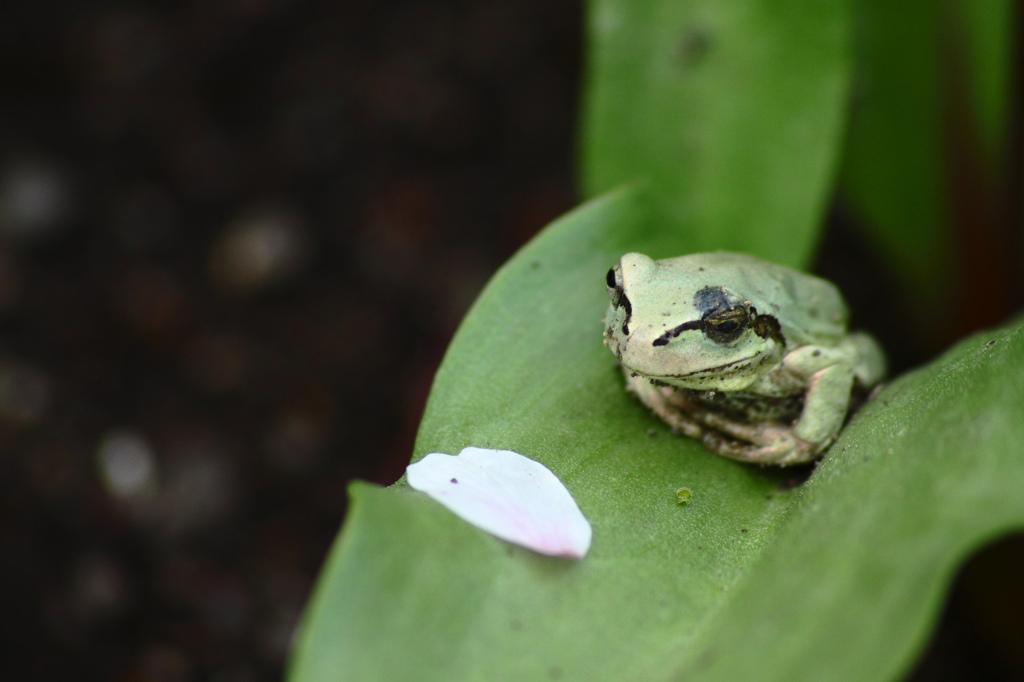 カエルの花見