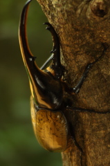 ヘラクレスオオカブト