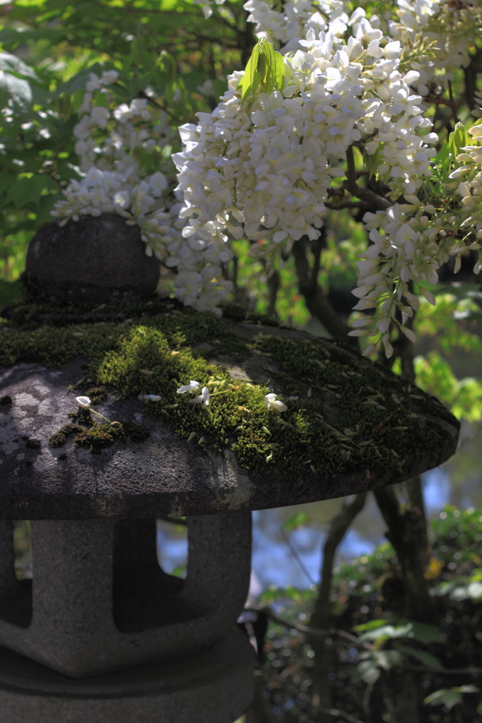 藤のある風景