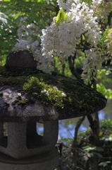 藤のある風景