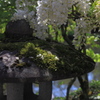 藤のある風景