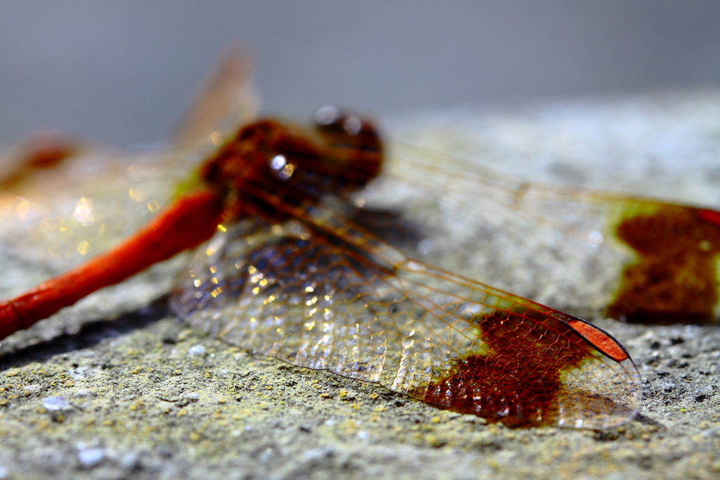 Odonata