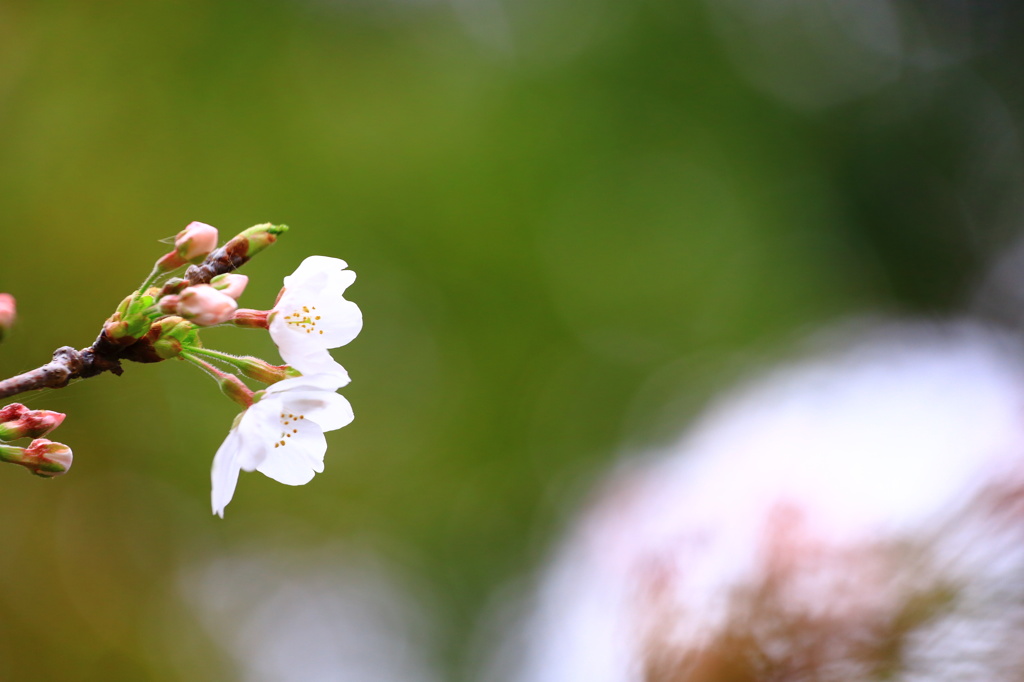 桜