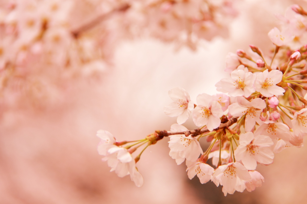 桜色の世界