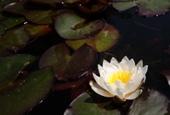 蓮華