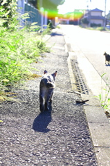 家路