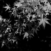 一色の秋
