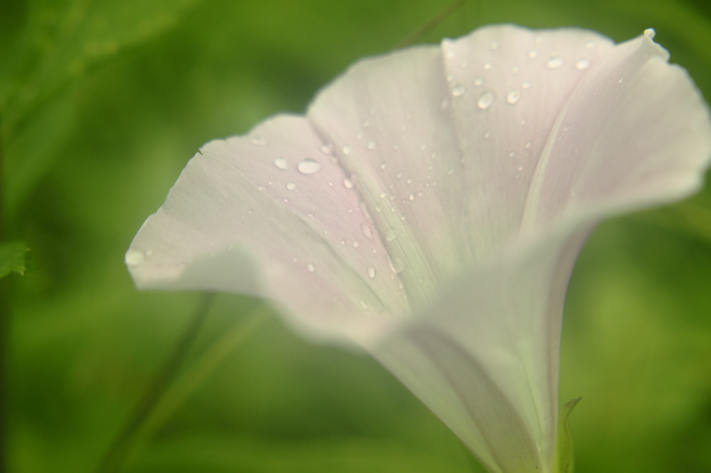 雨上がりのアサガオ