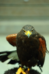 富士花鳥園