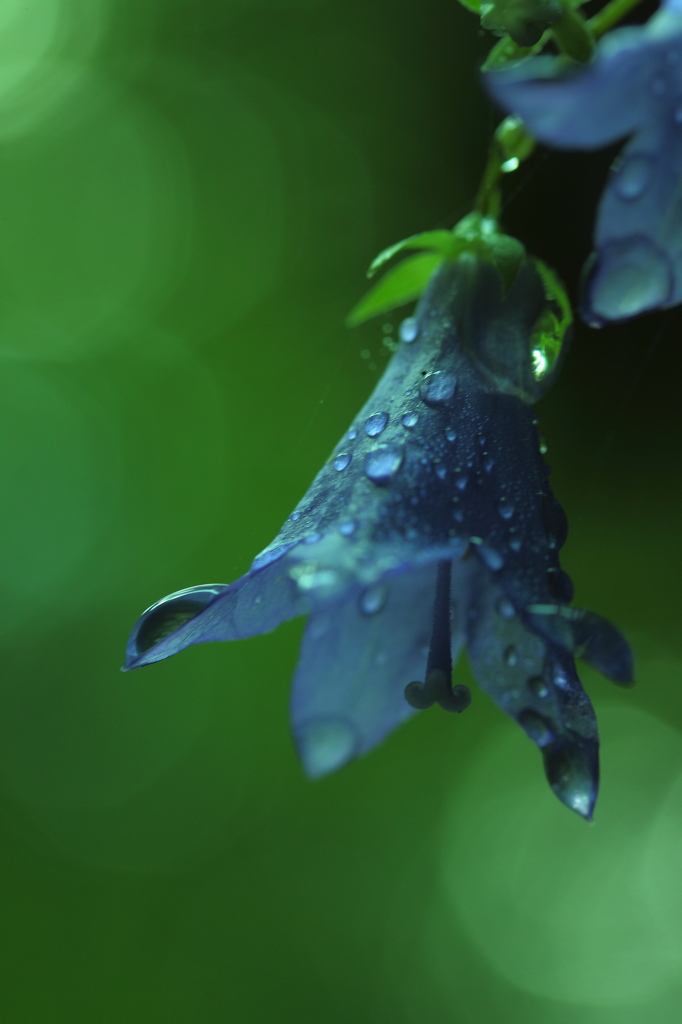 花と雫と雨と僕