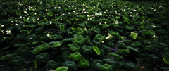 蓮咲く池