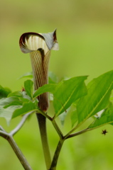 謎の草Ⅱ