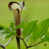 謎の草Ⅱ