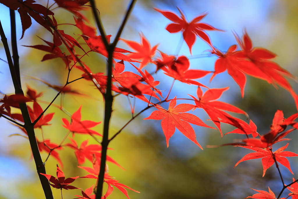 紅蒼木色