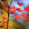 紅蒼木色