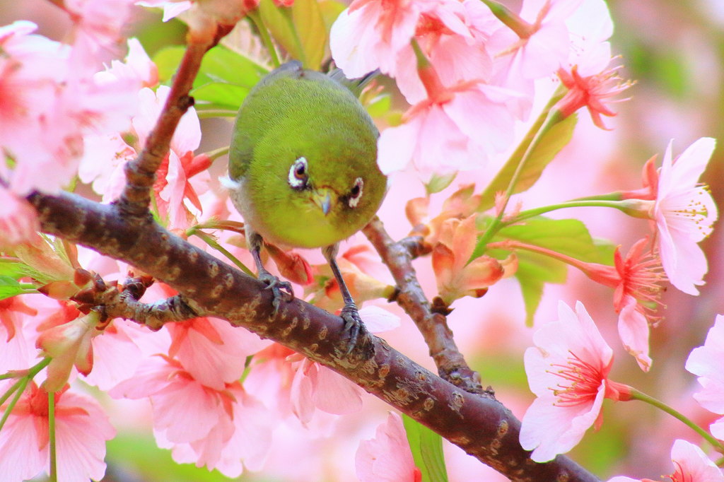 やぁ！