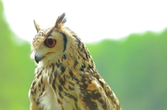 富士花鳥園