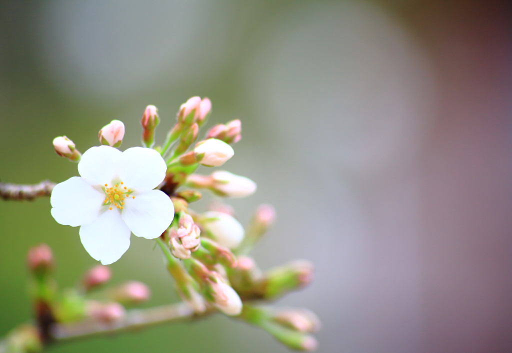 早咲きの桜