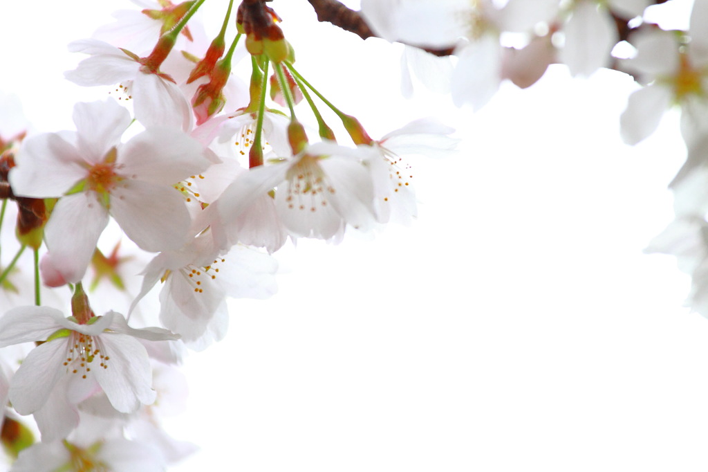 昼の桜