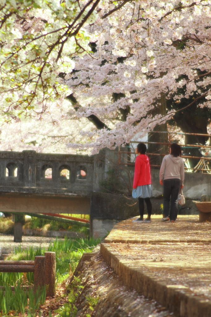花見