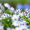 緑の絨毯に花を散らして