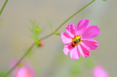 bee