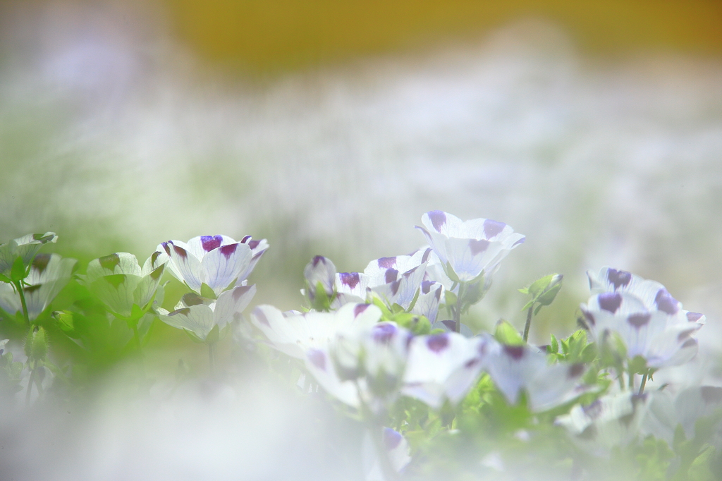 花園