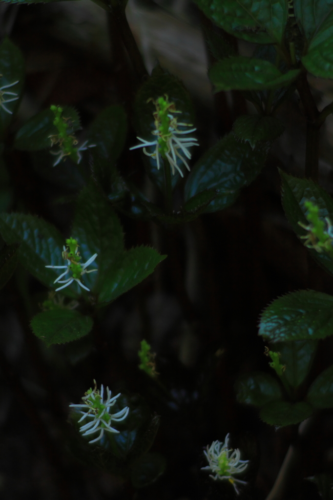 野草