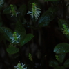 野草