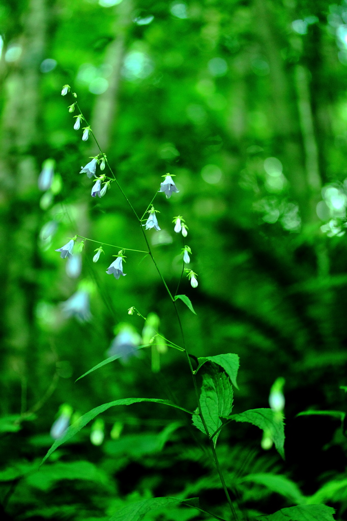 野草
