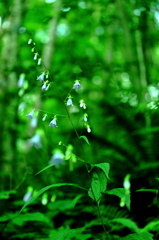 野草