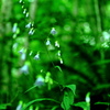 野草
