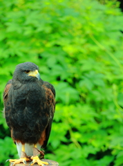 富士花鳥園