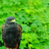 富士花鳥園