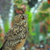 富士花鳥園