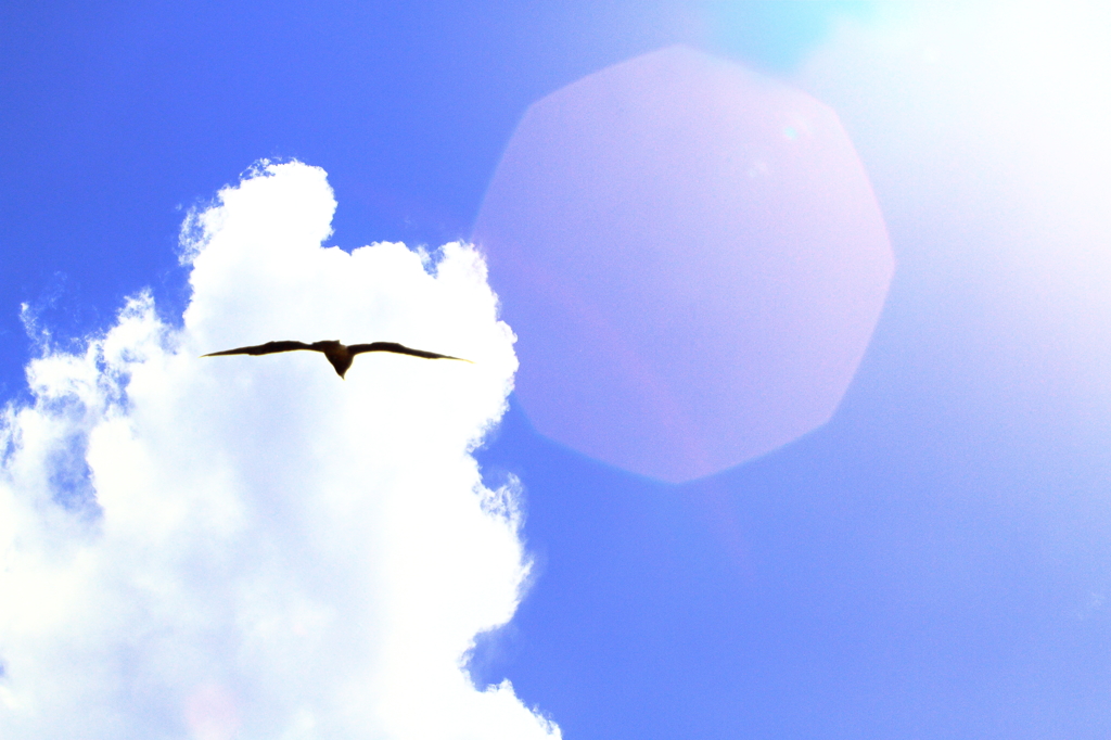 空を泳ぐ