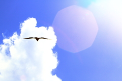 空を泳ぐ