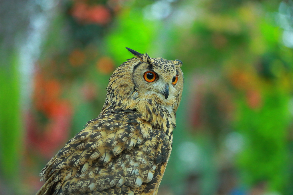 富士花鳥園