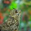 富士花鳥園