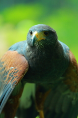 富士花鳥園