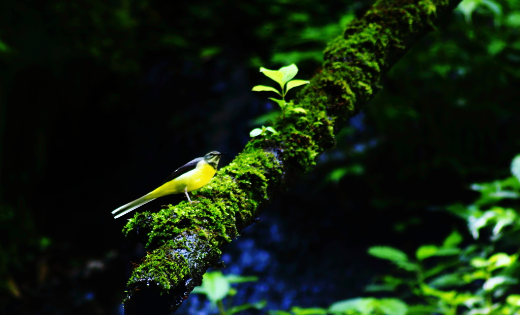 野鳥