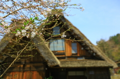 合掌造りの家と桜