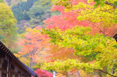 紅葉