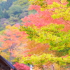 紅葉