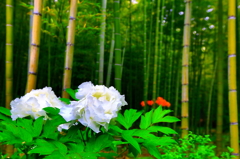 竹やぶの華