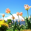 春と富士山