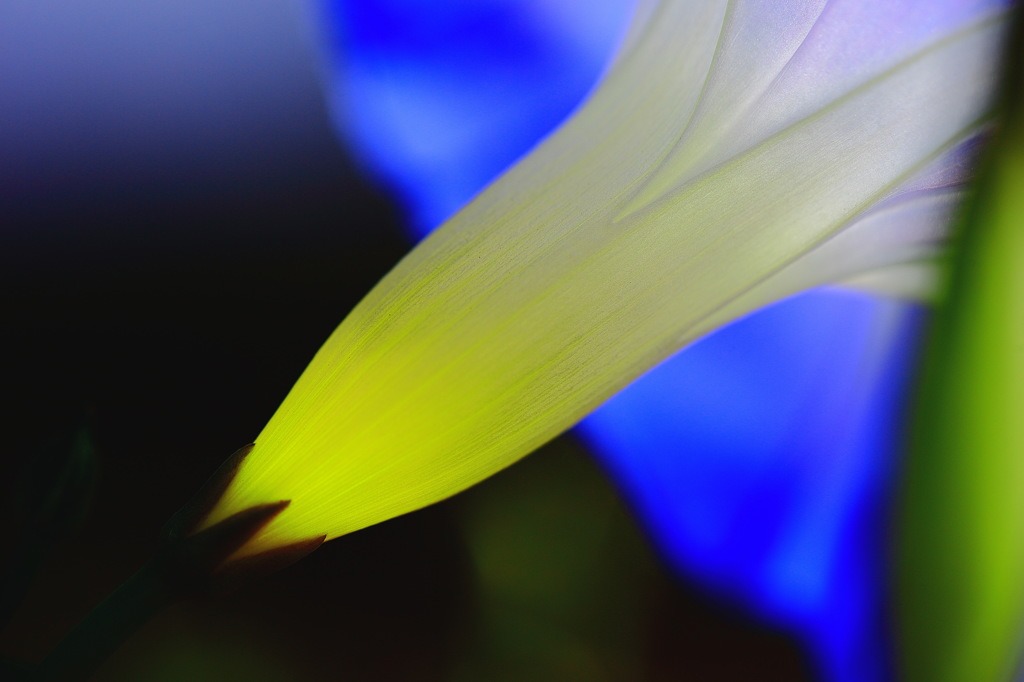 Yellow　to　Blue