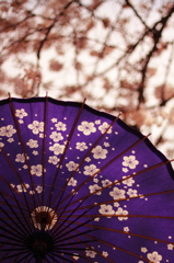 桜と和傘Ⅲ