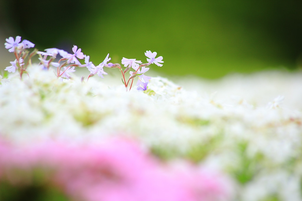 芝桜